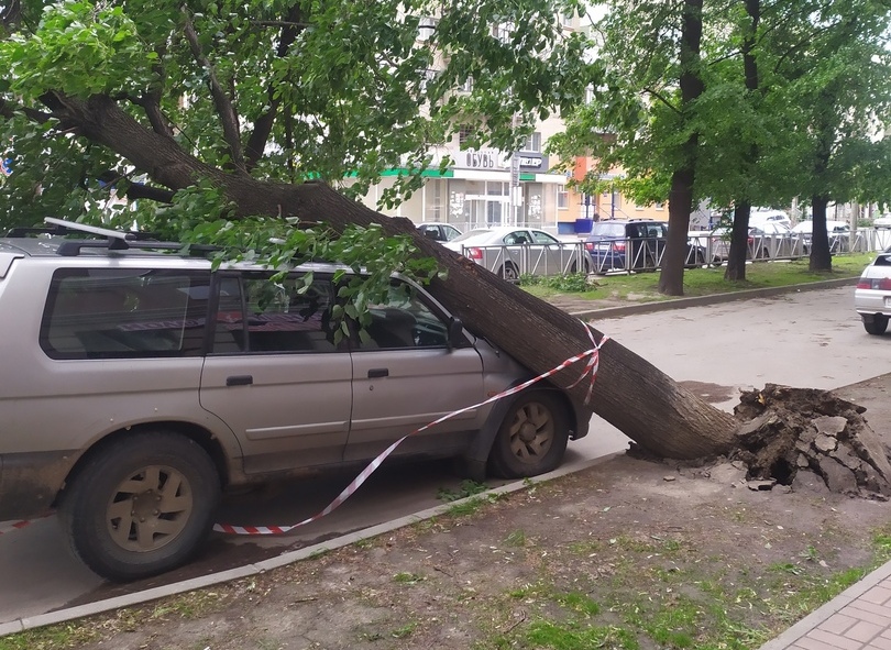 Дерево упало на автомобиль в центре Рязани