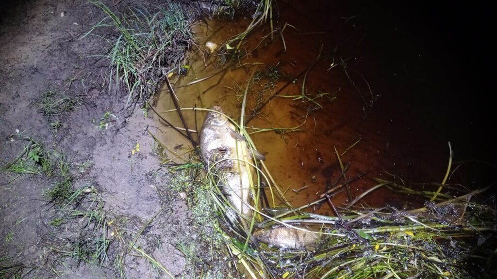 В рязанской реке Пра массово гибнет рыба