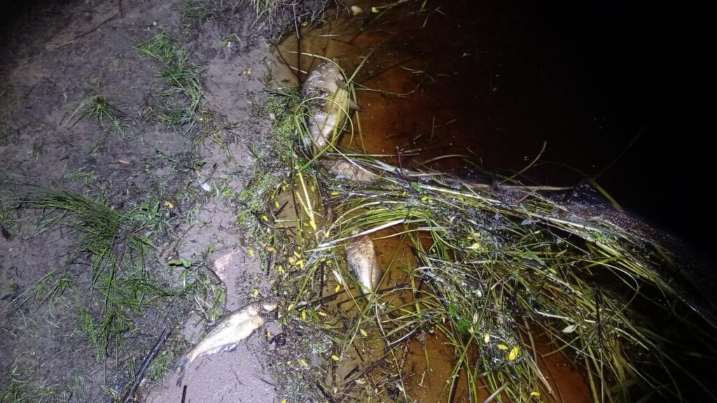 В рязанской реке Пра массово гибнет рыба