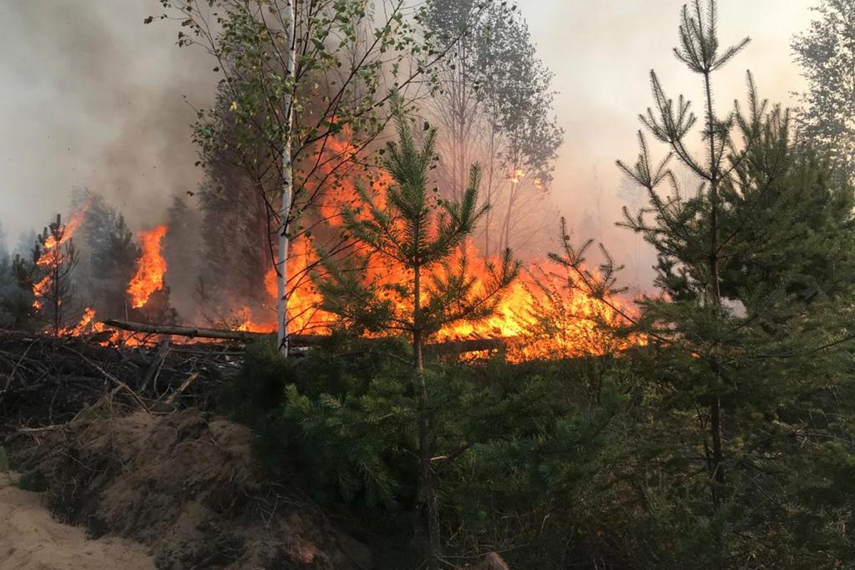 В Костромской области неделю не могут потушить лесной пожар