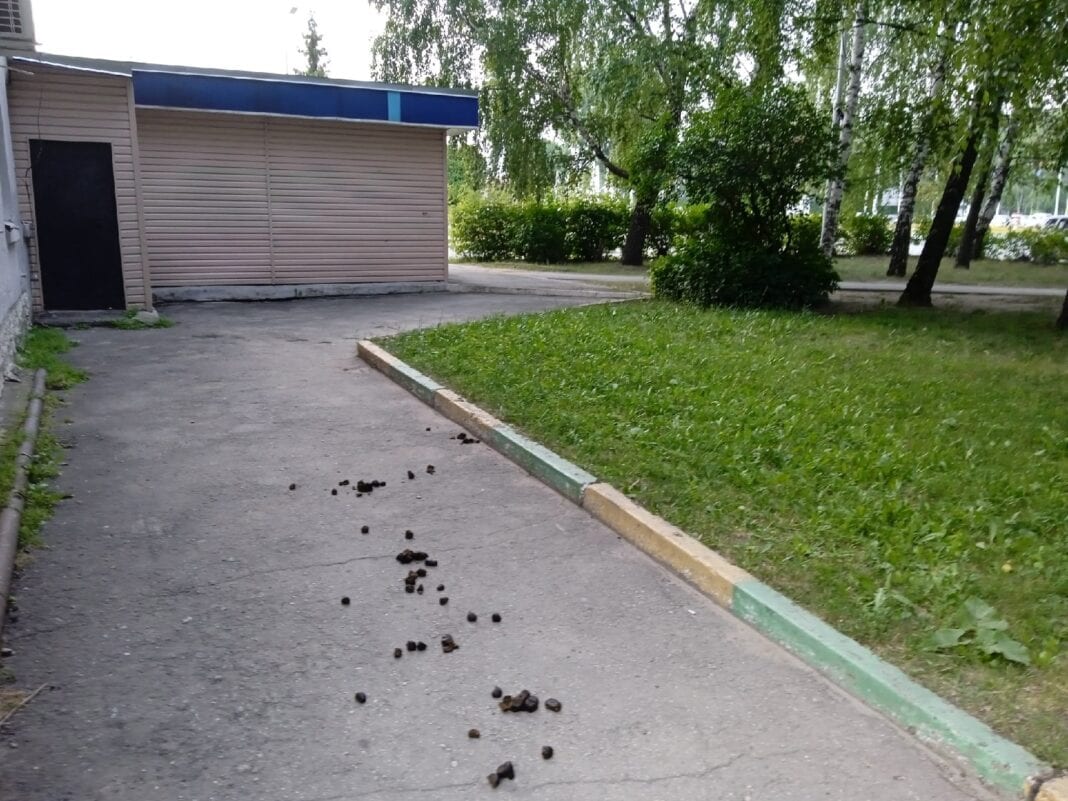 лошади