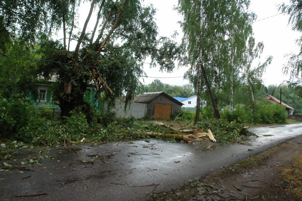 В двух районах Рязанской области ураганный ветер повалил деревья и оборвал провода
