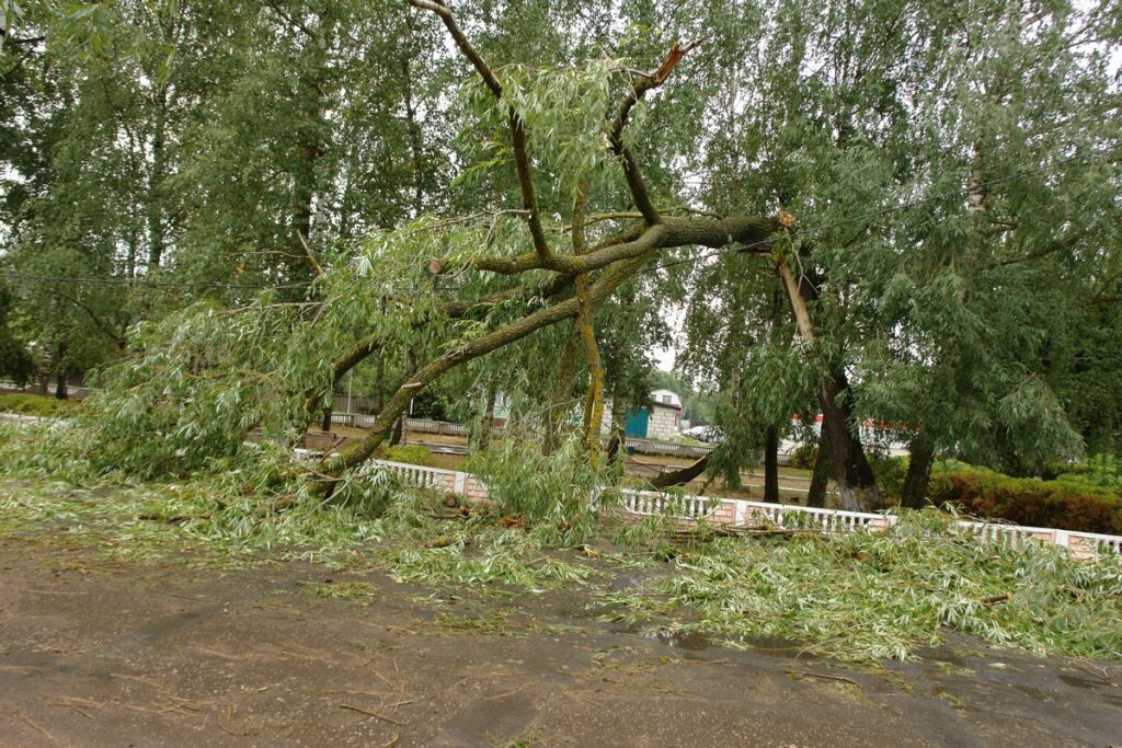 В двух районах Рязанской области ураганный ветер повалил деревья и оборвал провода