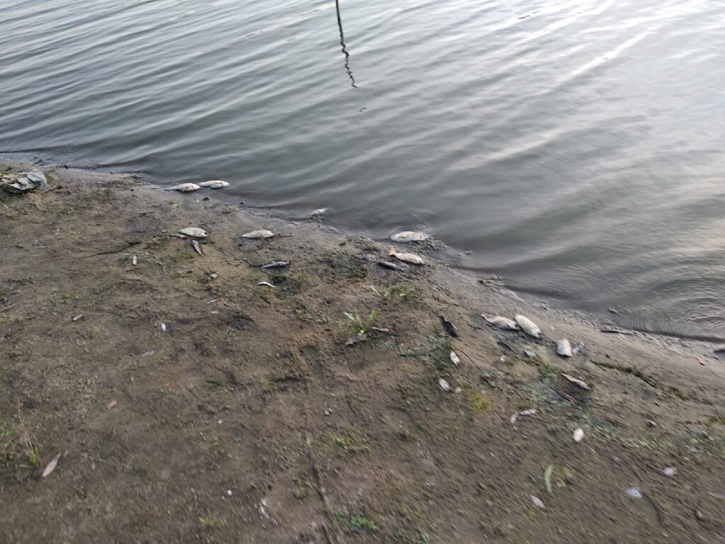 В реке под Рязанью умерла рыба
