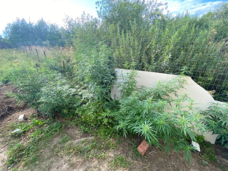 выращивал в саду марихуану