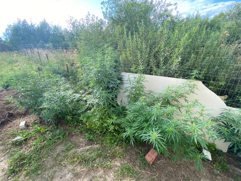 Выращивал в огороде марихуану семена из голландии для гидропоники