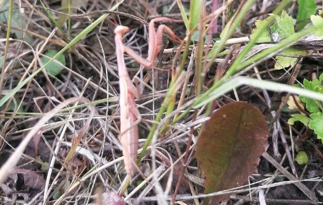 instasaver-7292844-1