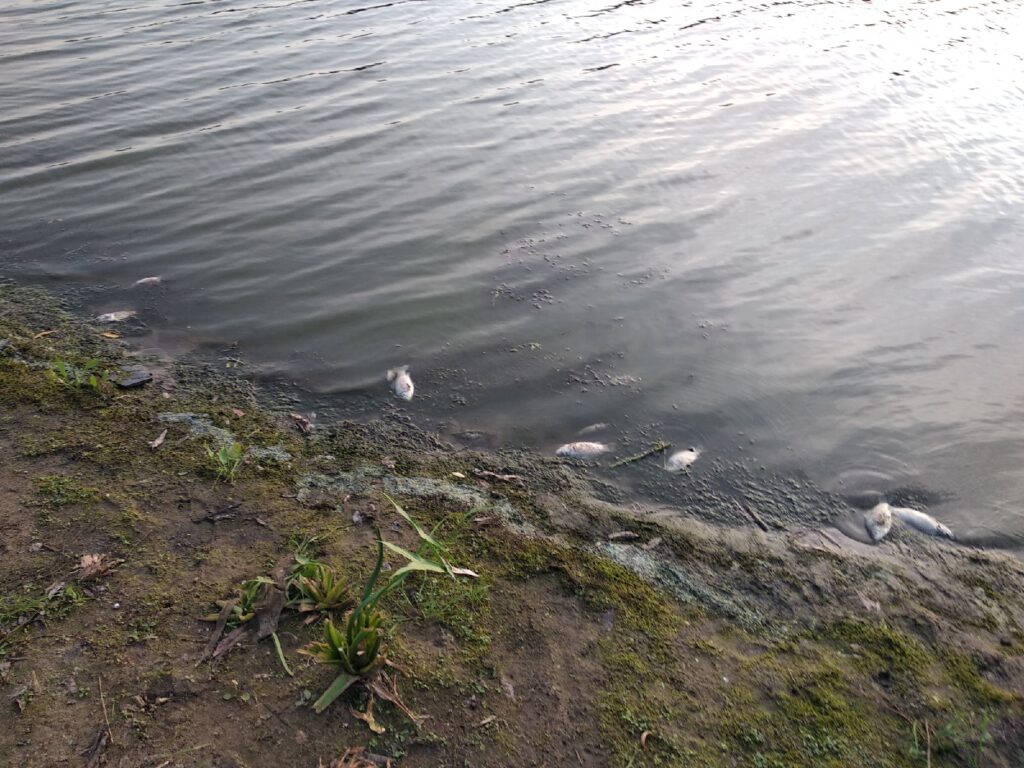 В реке под Рязанью умерла рыба