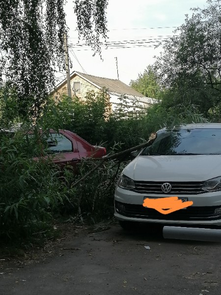 В Рязани огромная ветка упала на автомобиль