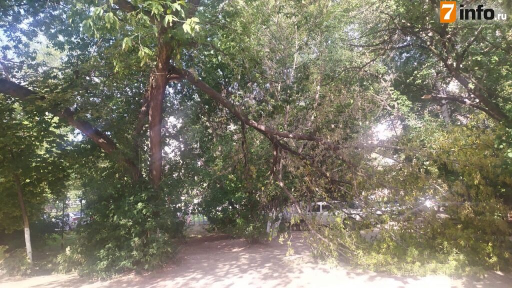 Огромная ветка упала пешеходную дорогу на улице Чкалова в Рязани
