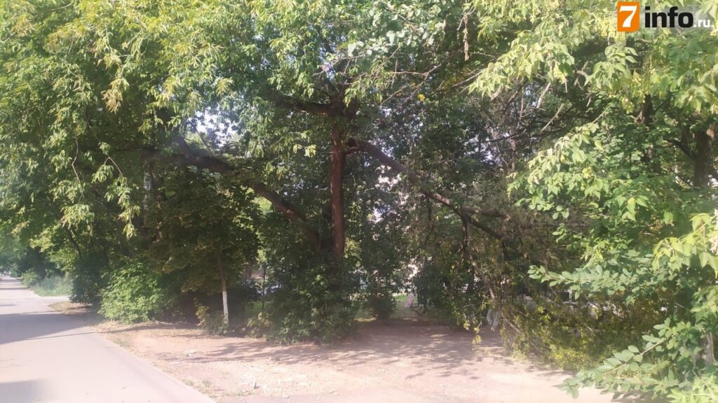 Огромная ветка упала пешеходную дорогу на улице Чкалова в Рязани