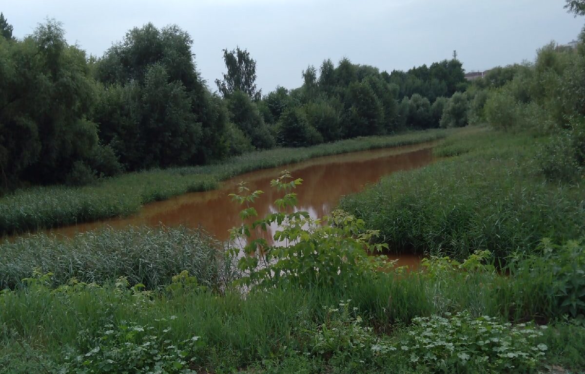 В Рязани проверят воду из пруда, где погибли утки и рыбы