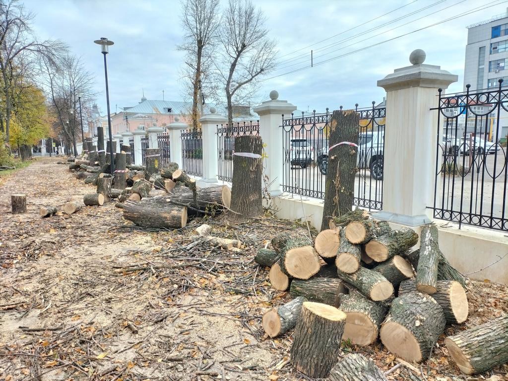 Экологи прокомментировали вырубку деревьев в Наташкином парке Рязани