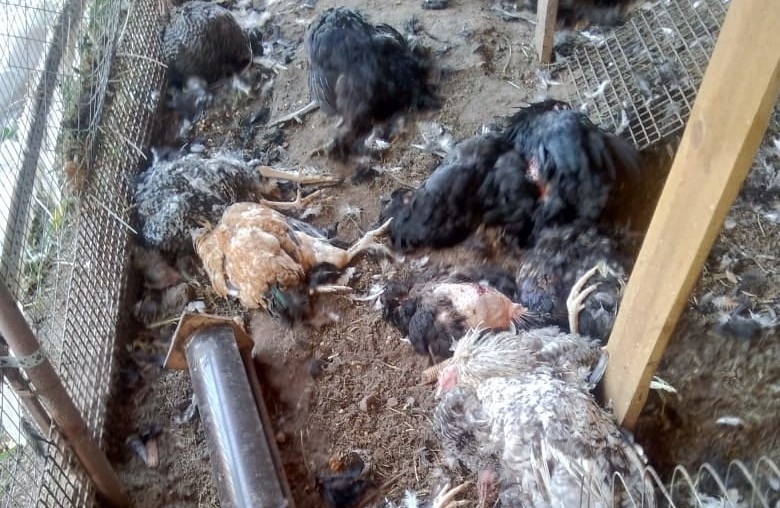На окраине Рязани неизвестный зверь массово убивает домашних животных и птиц