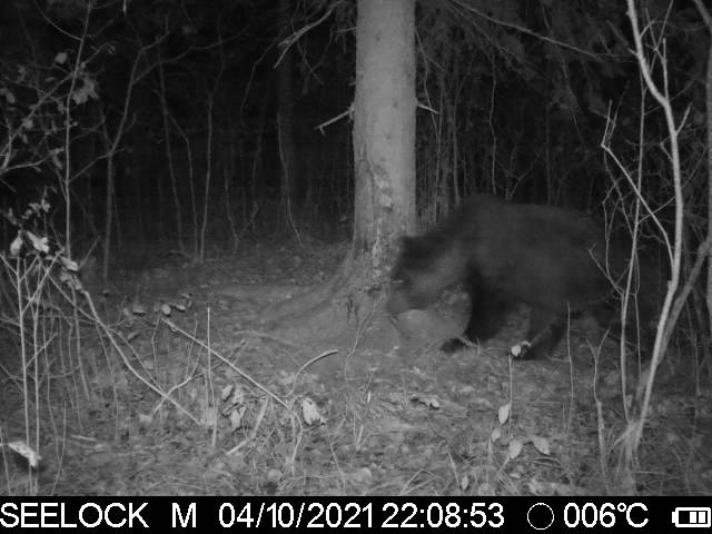 В Рязанской области фотоловушка зафиксировала медведя