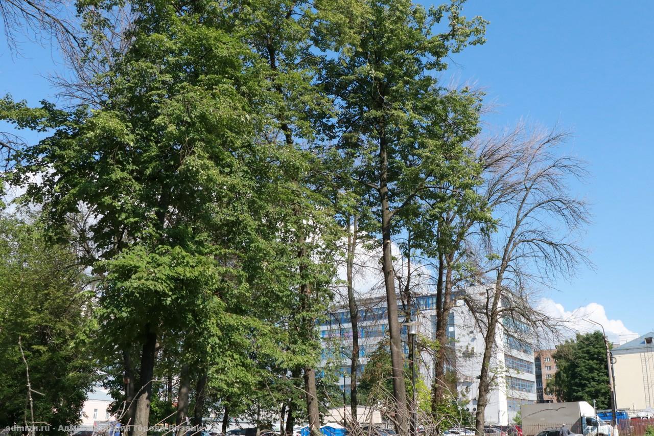 В Верхнем городском парке Рязани вырубят 76 ясеней и высадят 700 новых деревьев и кустарников