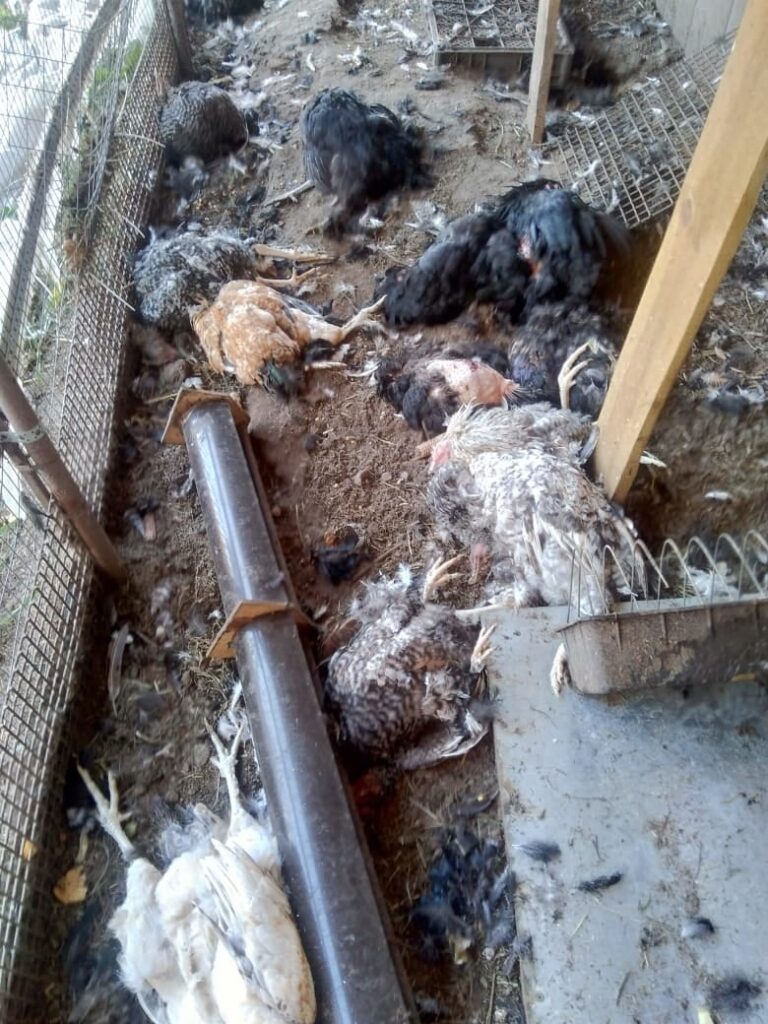 На окраине Рязани неизвестный зверь массово убивает домашних животных и птиц