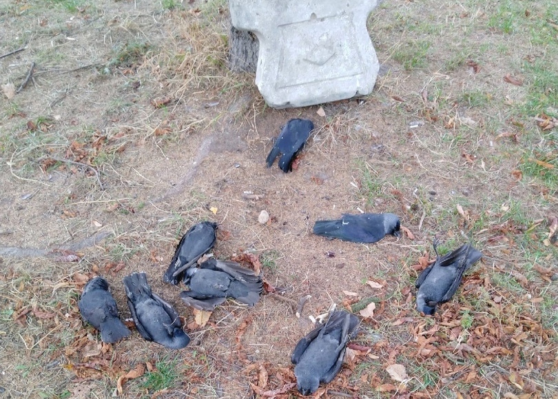 В Рязани снова заметили массовую гибель птиц
