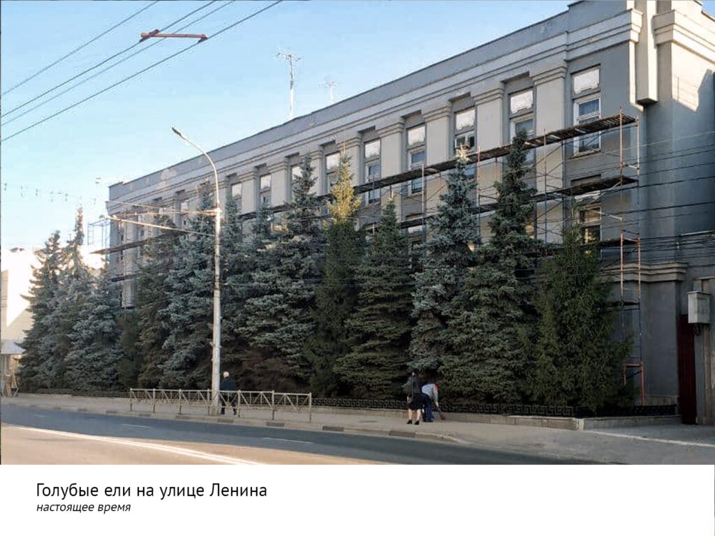 Рязанские активисты призвали мэрию сохранить голубые ели в центре города