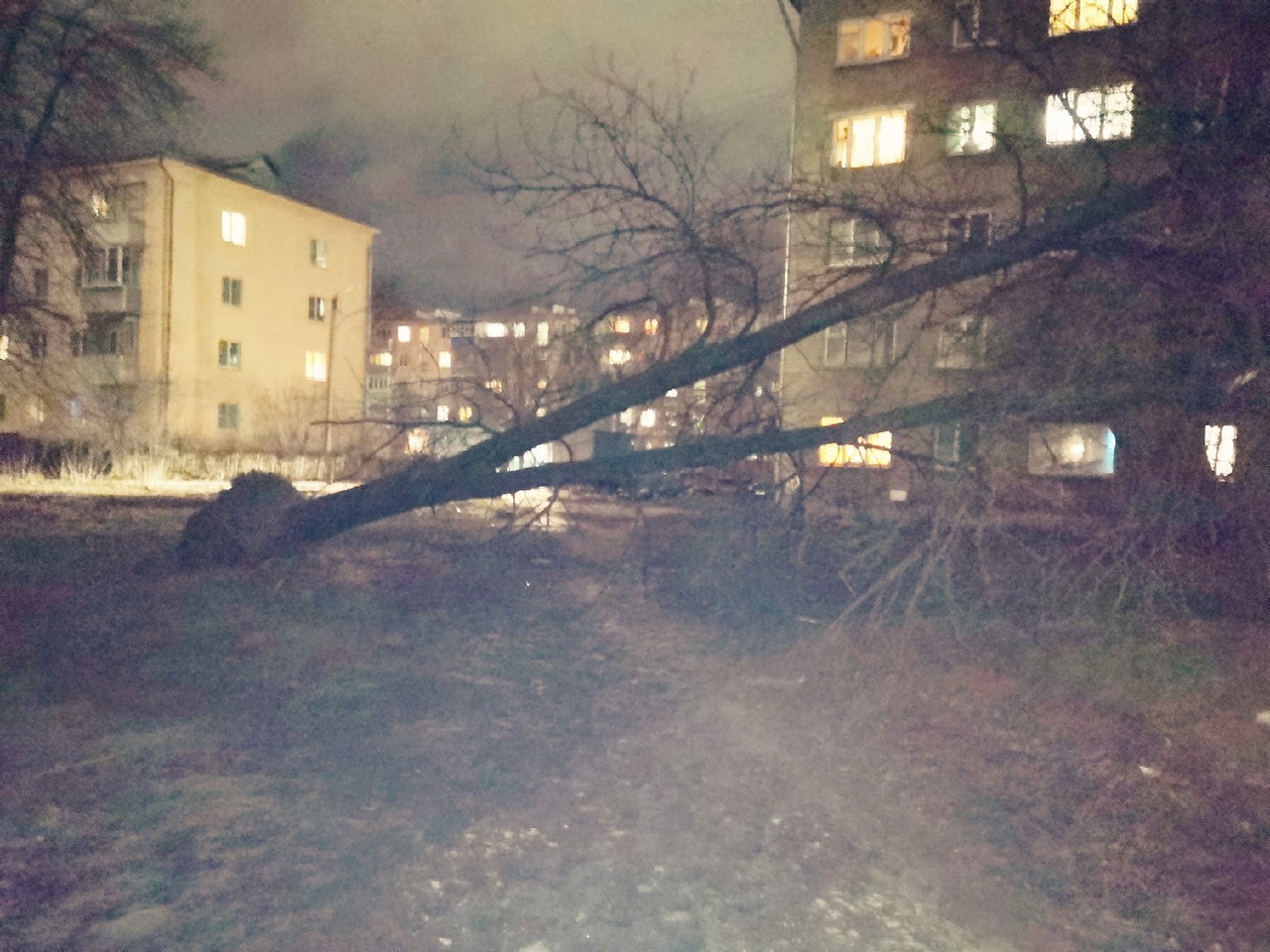 На Черновицкой в Рязани дерево упало на провода