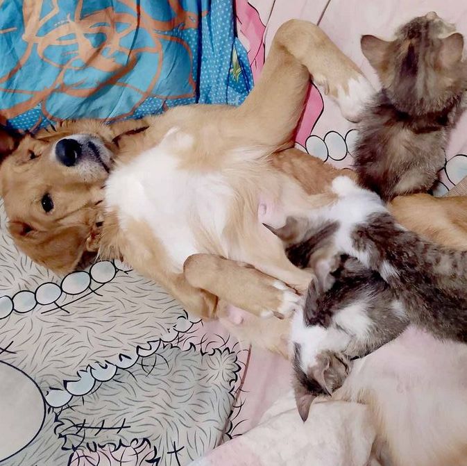 Собака стала матерью для шестерых котят в Новомичуринске