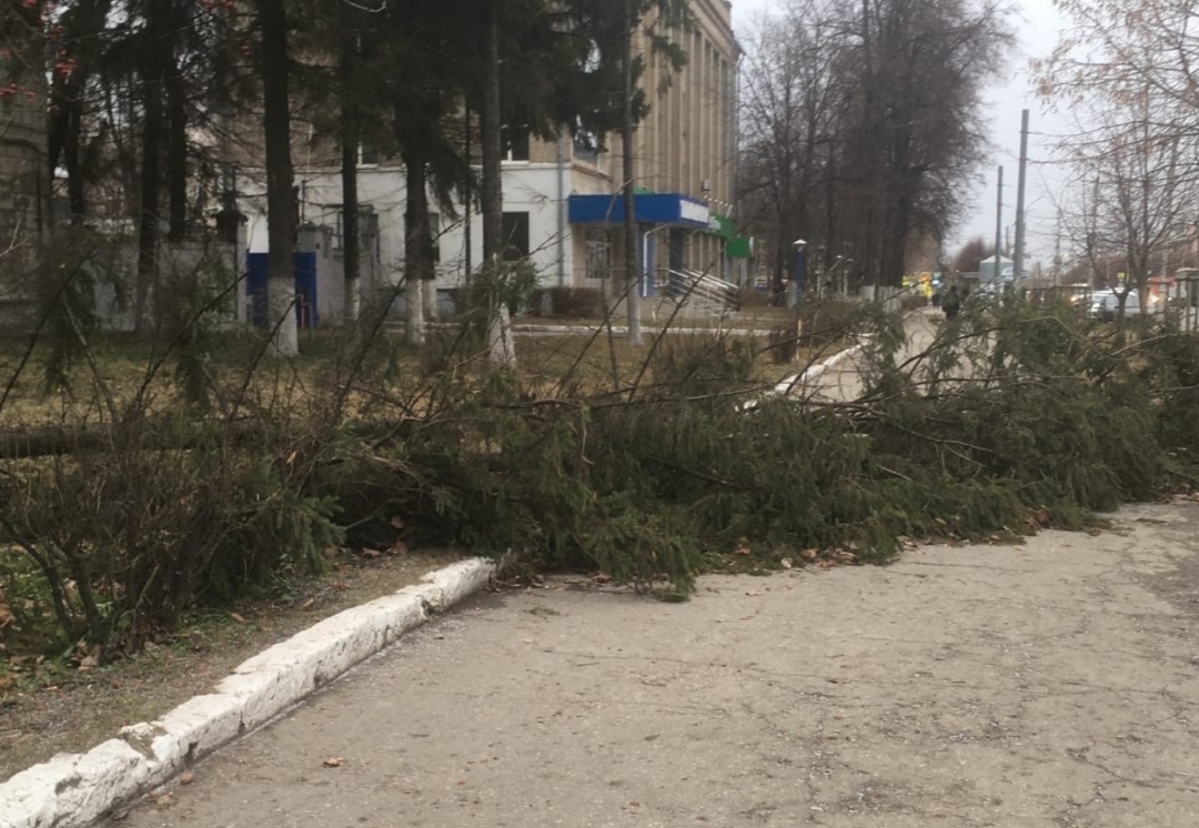 В Рязани рядом с заводом «Теплоприбор» сфотографировали поваленное дерево