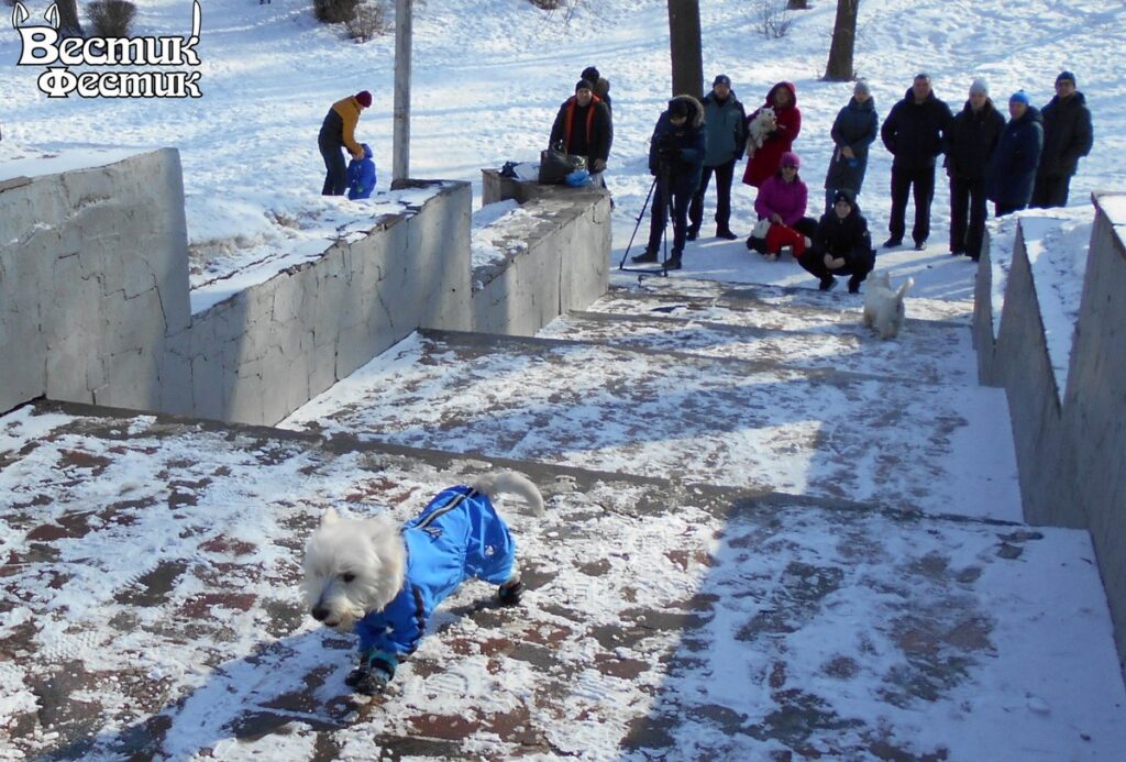 В Рязани прошла встреча владельцев собак породы вест хайленд уайт терьер и их питомцев «Вестик-Фестик»