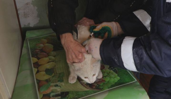 В Скопинском районе проводится вакцинация животных от бешенства В Скопинском районе проводится вакцинация животных от бешенства Лечения против данного заболевания нет, только профилактические прививки.