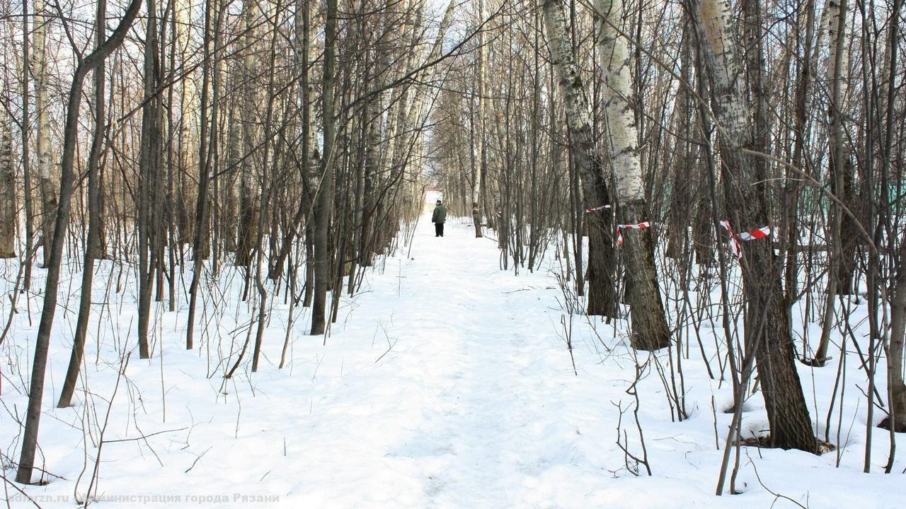 60 деревьев. Парк имени Белякова Рязань. Парк в Полянах Рязань. Лесопарк Рязань ночью. Желтые пометки на деревьях в Удельном парке.