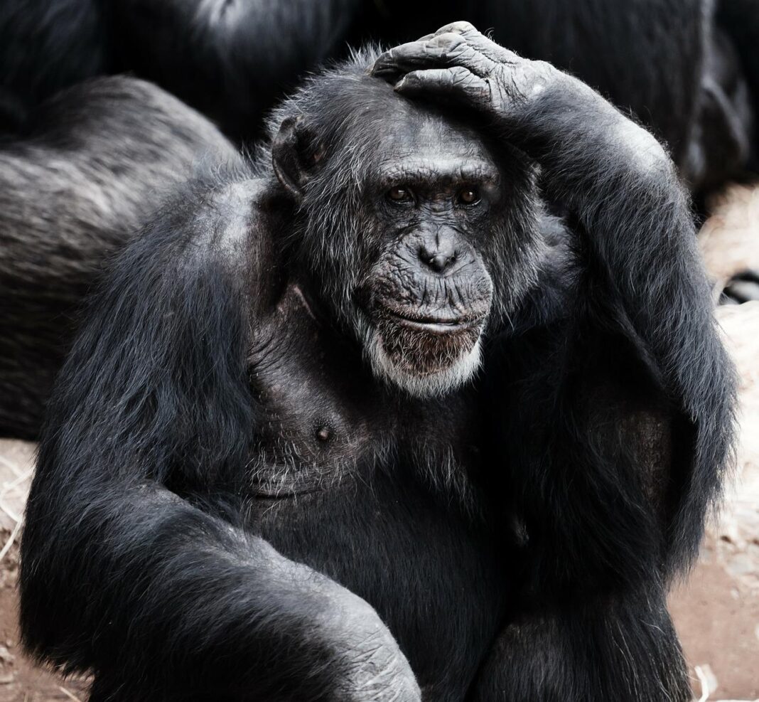 ape-17474_1280