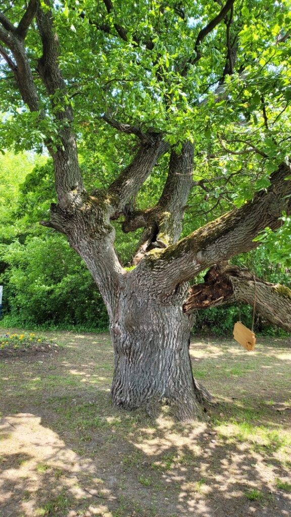 Для спасения 500-летнего дуба в Шиловском районе ищут специалистов