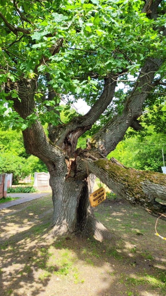Для спасения 500-летнего дуба в Шиловском районе ищут специалистов