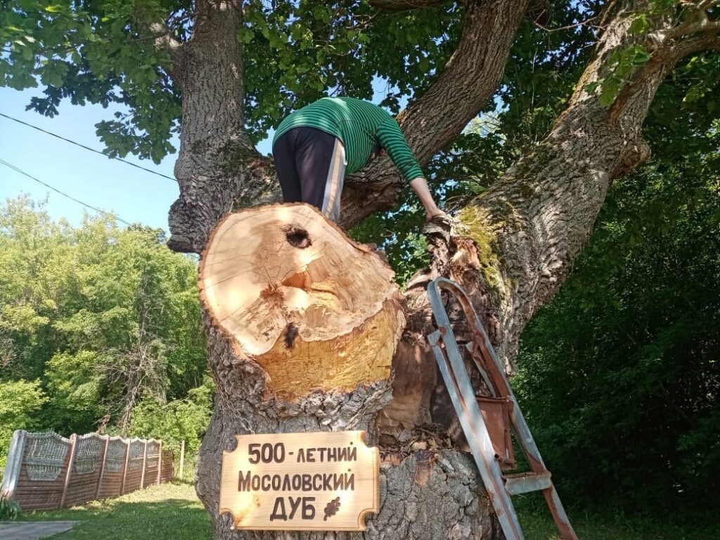 В селе Мосолово спасают 500-летний дуб