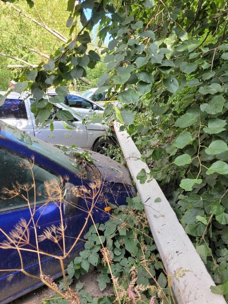 В Приокском на припаркованные машины упало дерево