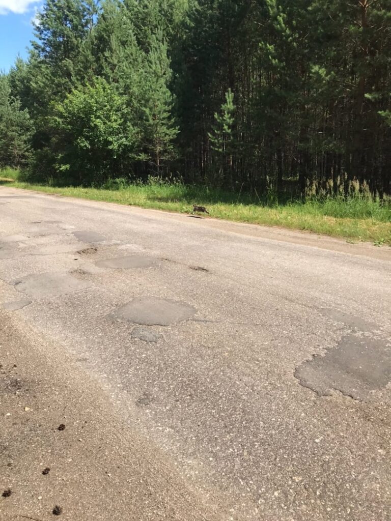 В Шацком районе кота в пакете повесили на дерево В Шацком районе кота в пакете повесили на дерево