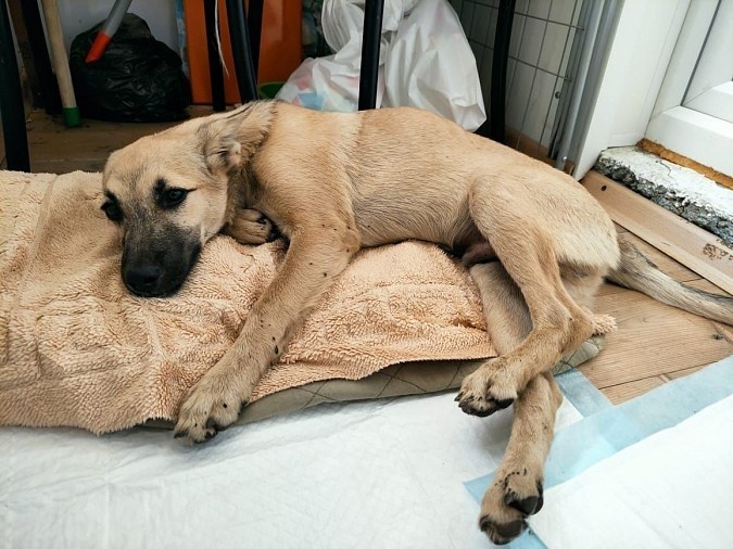 Упавшая в Ивановской области на женщину собака сама выпрыгнула с третьего этажа