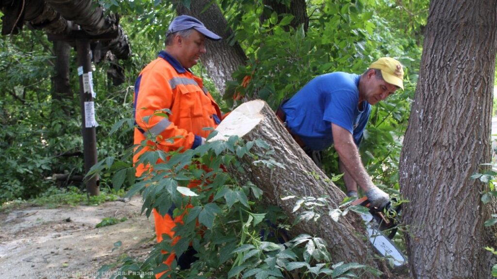 В Рязани продолжается валка аварийных деревьев