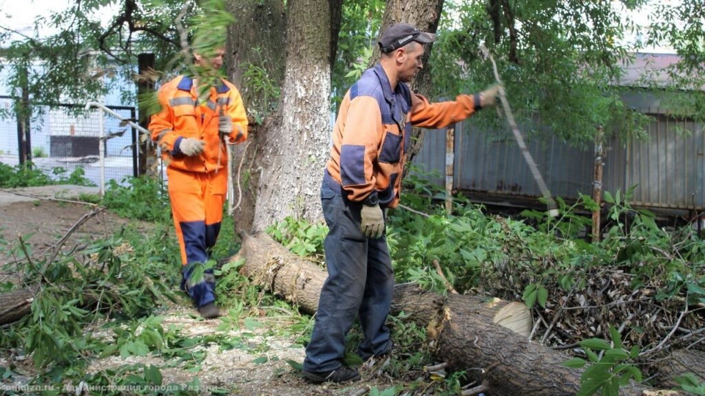 В Рязани продолжается валка аварийных деревьев