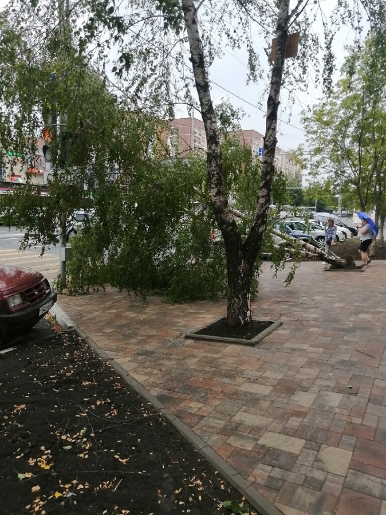 На улице Новосёлов дерево вырвало с корнем из земли | 12.07.2022 | Рязань -  БезФормата