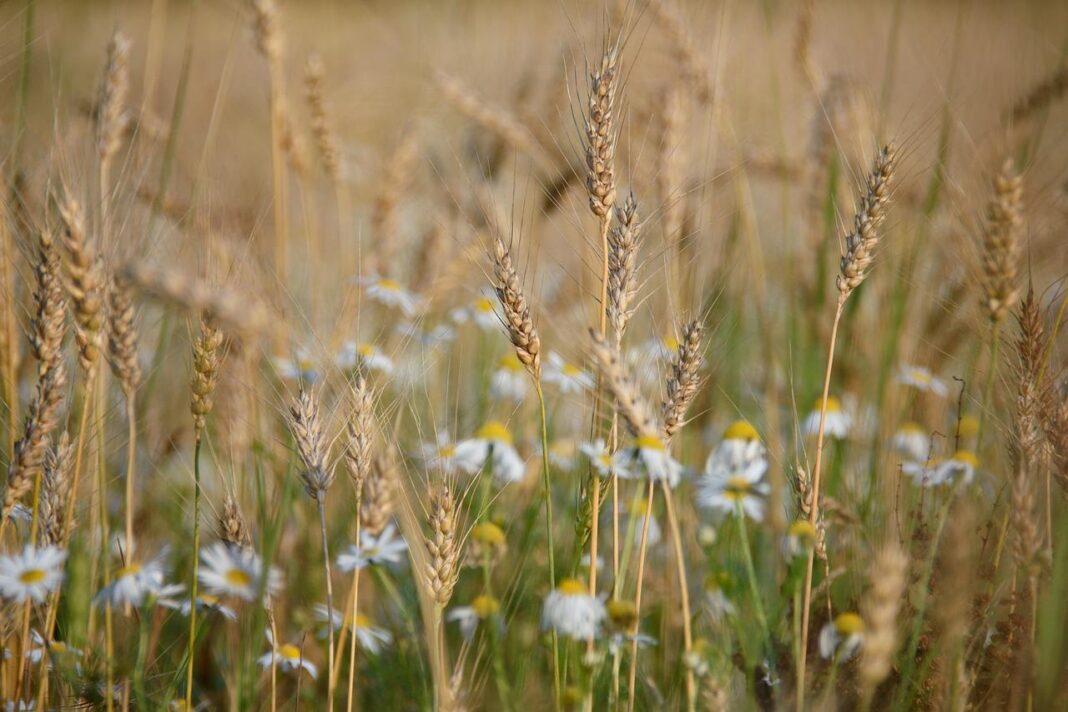wheat-879217_1280