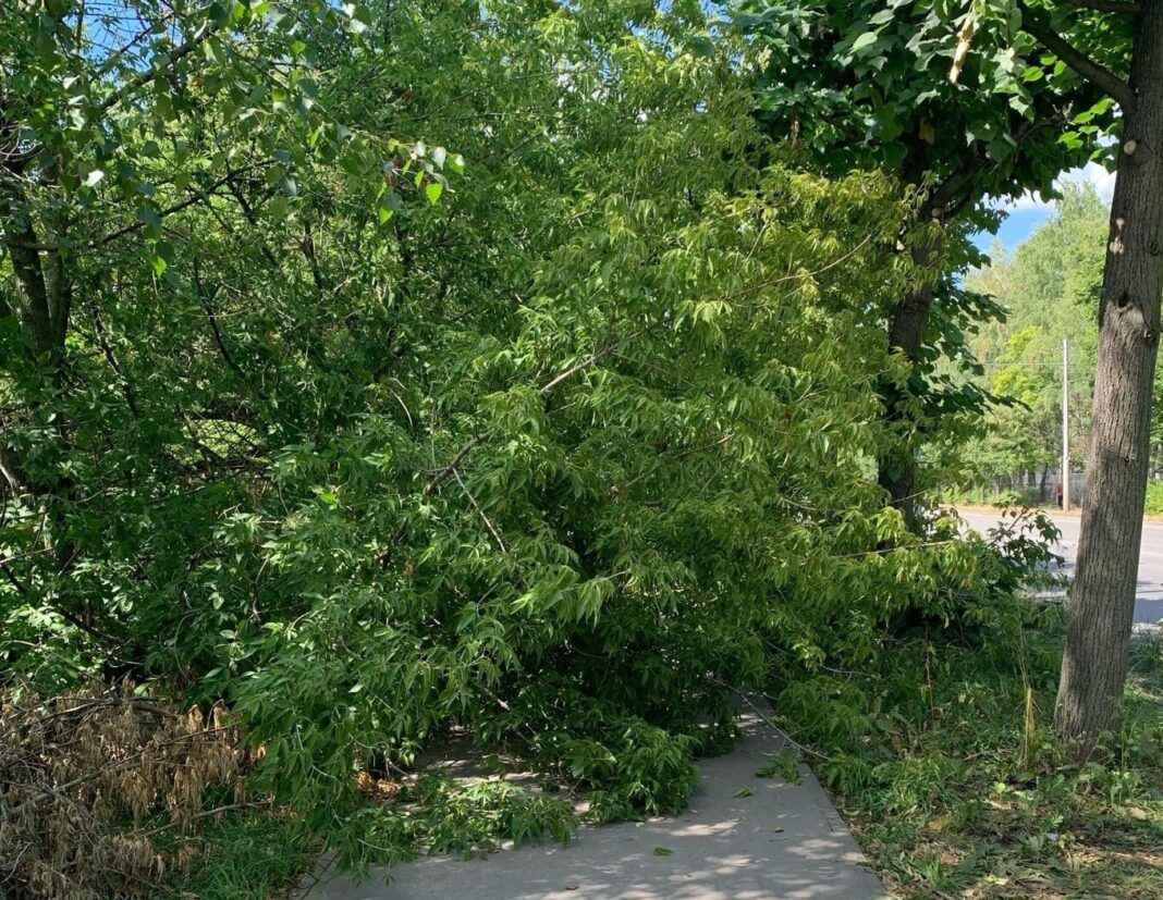 Дерево упало (1)