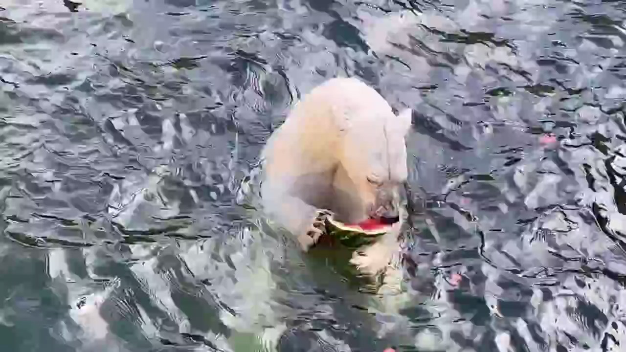 Зоопарк показал, как белая медведица Хаарчаана с удовольствием ест арбуз