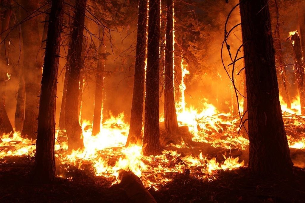 Возбуждено уголовное дело по факту лесных пожаров в Рязанской области