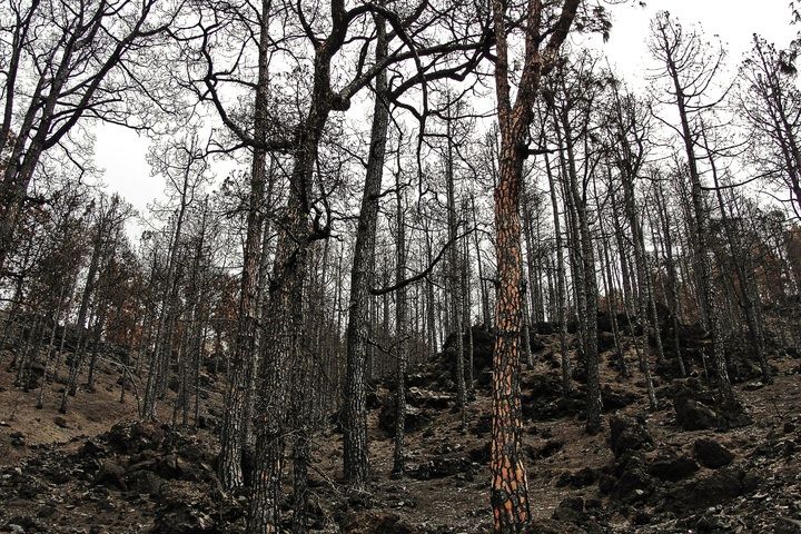 Площади лесных пожаров в России губернаторам предписали снизить вдвое к 2030 году