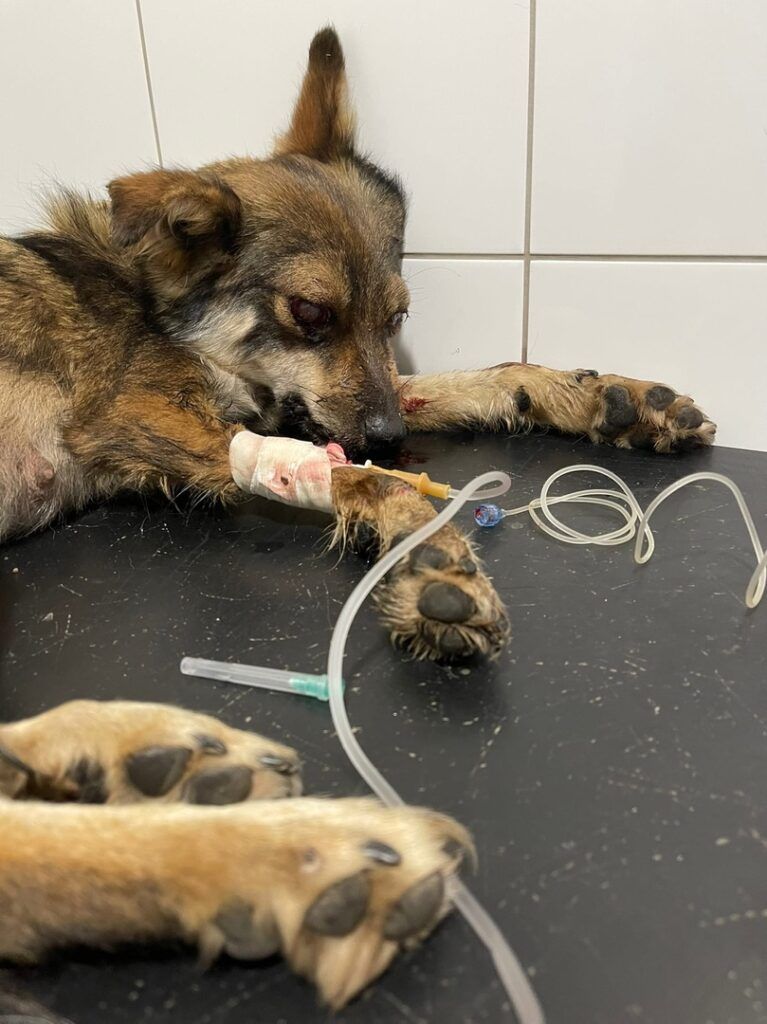 В Рыбновском районе двое неизвестных жестоко избили кормящую собаку