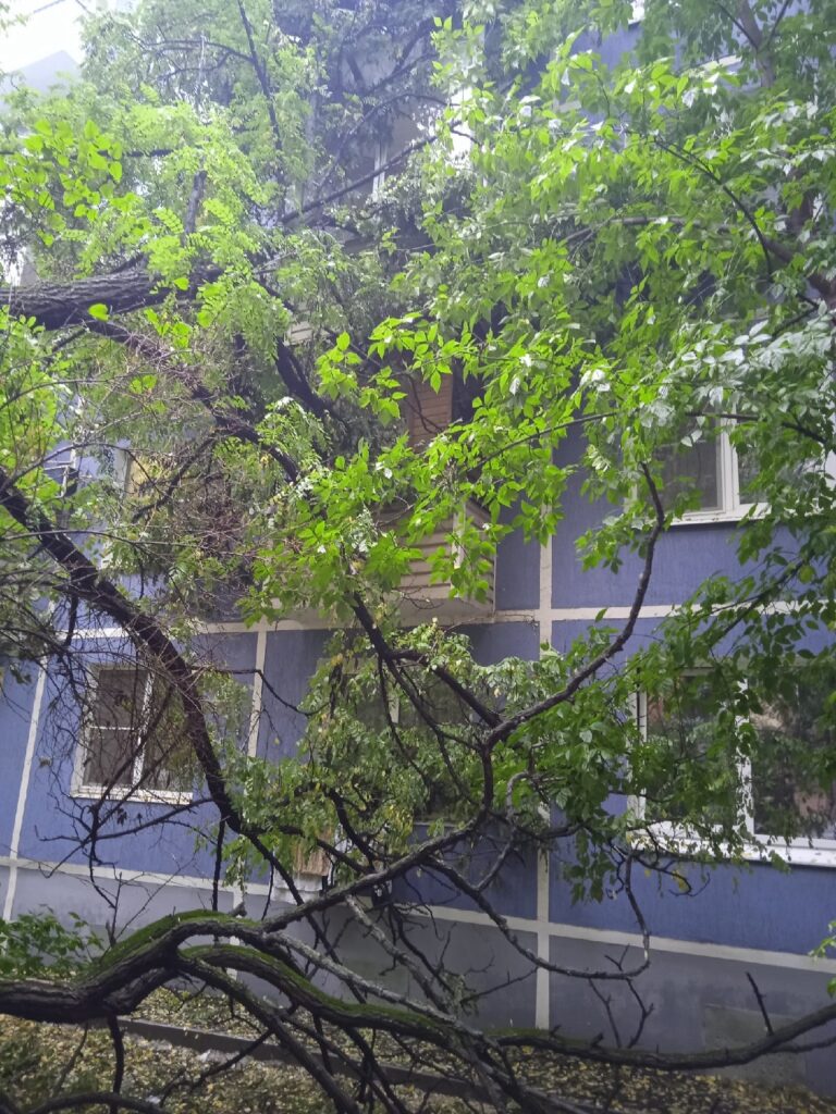 В Октябрьском городке Рязани дерево пробило балконы жилого дома