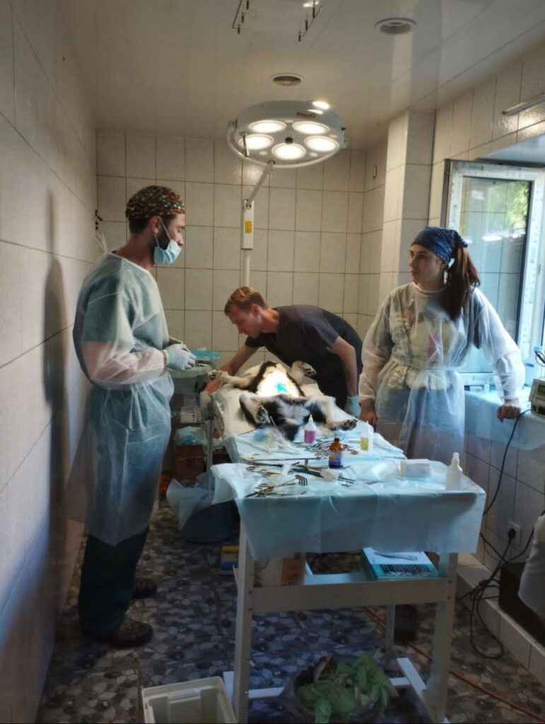 «В Донецке работали под обстрелами». Рязанский ветеринар вместе с командой спасает животных в зоне СВО
