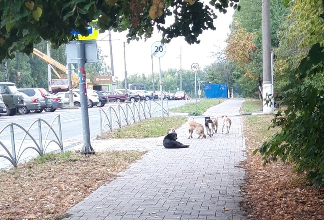 Рязанка пожаловалась на стаю собак, из-за которой страшно выйти на улицу Берёзовую