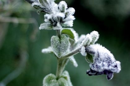 Жителей Рязанской области предупреждают о ночных заморозках до минус 2 градусов