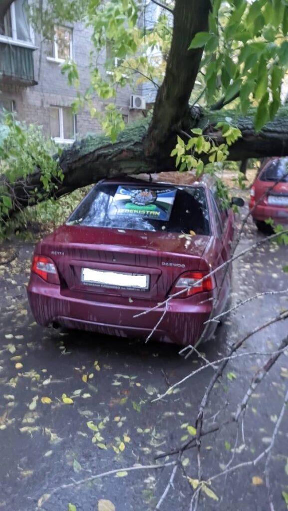 В Железнодорожном районе Рязани упавшее дерево повредило 3 автомобиля